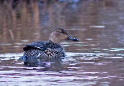 Teal Duck