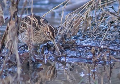 Snipe - Gallinago gallinago