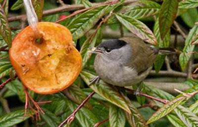 Blackcap - Sylvia atricapilla