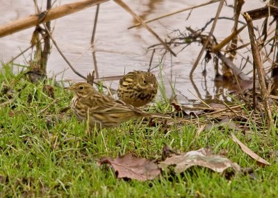 Meadow pipits - Anthus pratensis