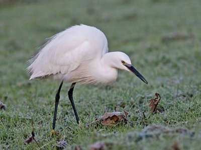 Little Egret - Egretta garzetta