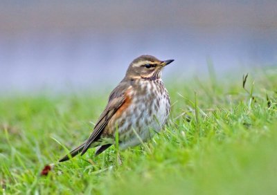 Redwing - Turdus illacus