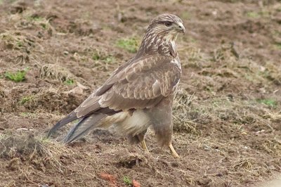 Buzzard - Buteo buteo