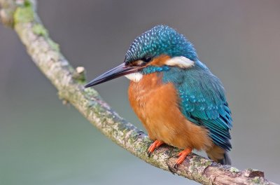 Kingfisher - Alcedo atthis