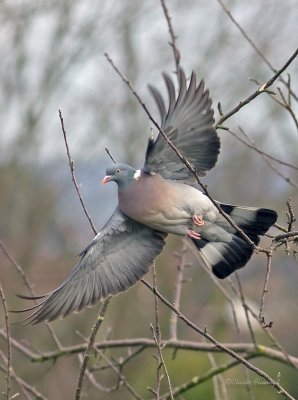 Wood Pigeon - Columba palumbus