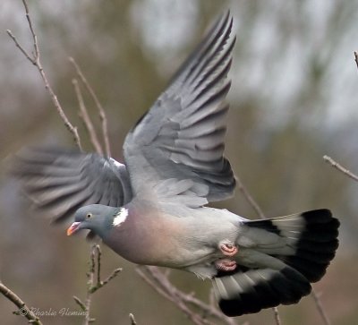 Wood pigeon -Columba palumbus