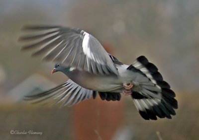 Wood pigeon -Columba palumbus