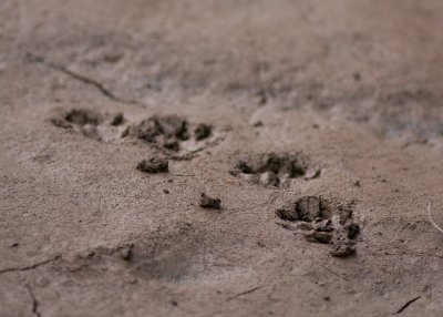 Otter tracks, otter moving quickly.