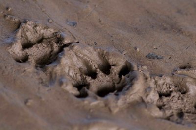 Front and hind Otter tracks