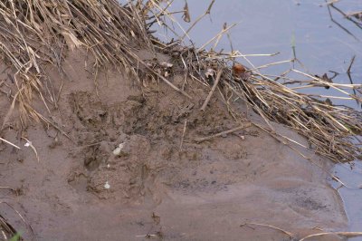 Spraint site on newly exposed mud/sand bank.