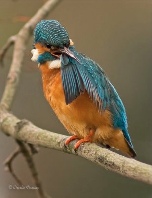 Preening Kingfisher - Alcedo athis