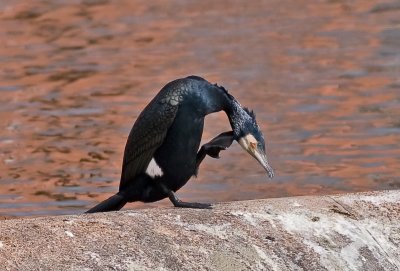 Cormorant - Phalacrocorax carbo