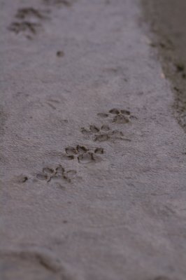 Tracks from a running otter