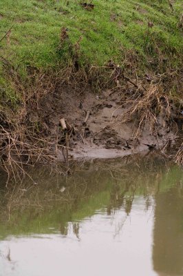 Opposite the KF hide