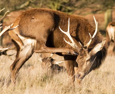 Red Deer Stag