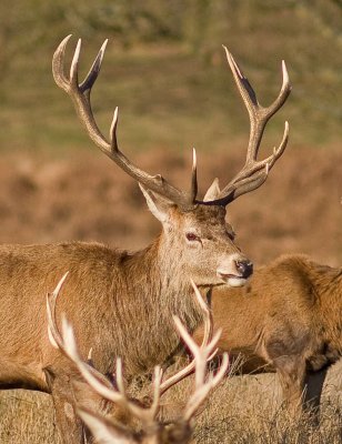 Red Deer Stag