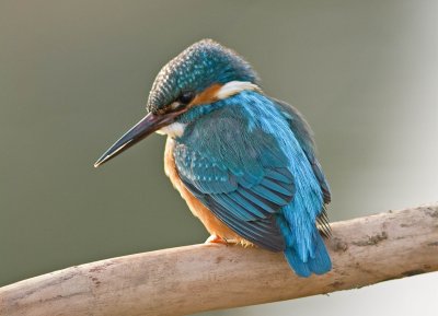 Kingfisher male March 2010