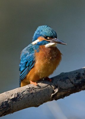 Kingfisher - Alcedo atthis