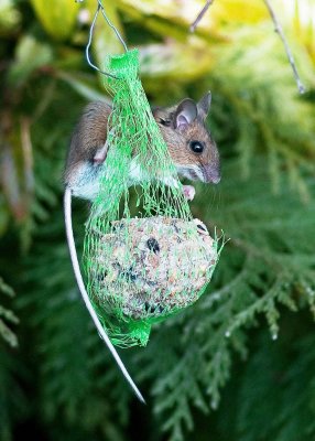 Wood Mouse - Apodymus sylvaticus