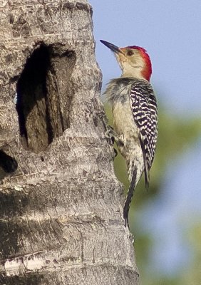Red - bellied Woodpecker