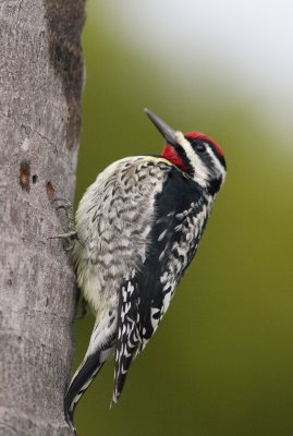 Yellow- bellied sapsucker