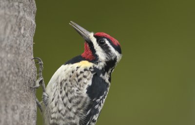 Yellow- bellied sapsucker