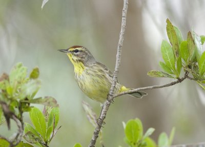 Palm Warbler