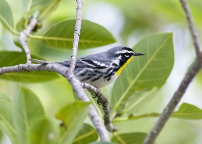 Yellow Throated Warbler