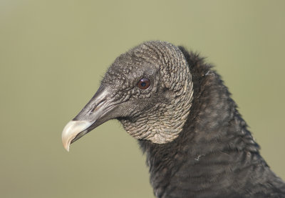 Black Vulture (Coragyps atratus)