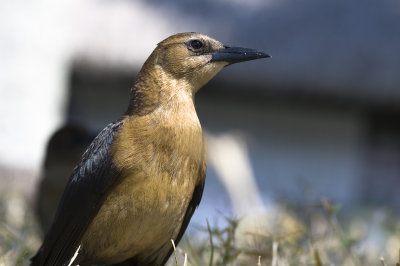 Boat Tailed Grackle - Quiscalus major