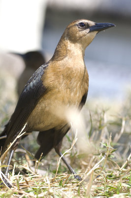 Boat Tailed Grackle - Quiscalus major