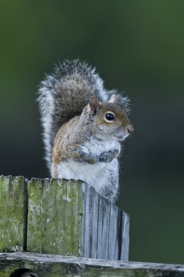 Grey Squirrel