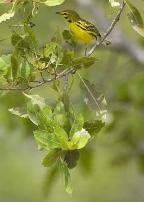 Prairie Warbler