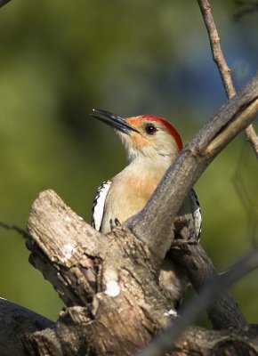 Red-bellied Woodpecker