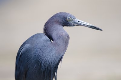 Little Blue Heron - Egretta cearulia