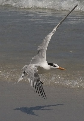 Royal Tern - Sterna maxima