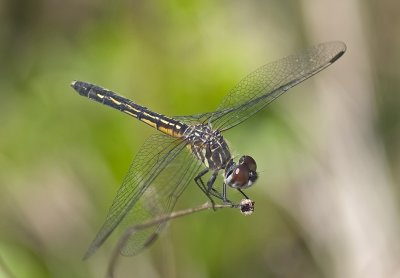 Blue Dasher Dragonfly - Pachydiplax longipennis