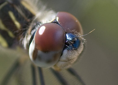 Blue Dasher Dragonfly - Pachydiplax longipennis