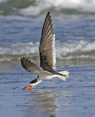 Black Skimmer, Rynchops niger