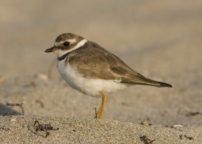 Semipalmated Plover - Charudrius semipalmatus