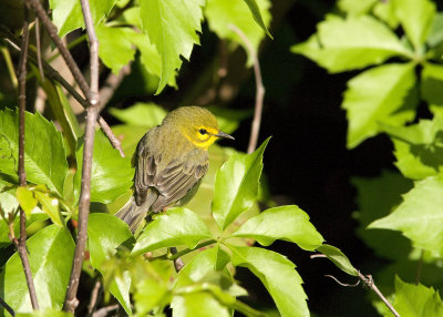 Prairie Warbler - Dendroica discolor