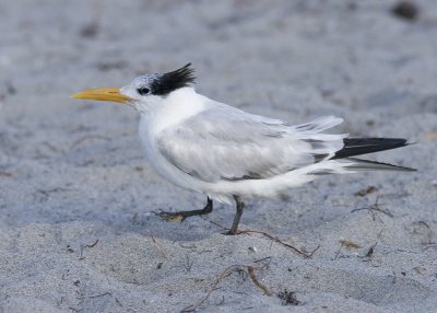 Royal Tern - Sterna maxima