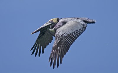 Brown Pelican - Pelecanus occidentalis
