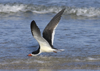 Black Skimmer - Rynchops niger