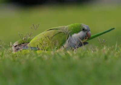 Monk Parrot - Myiopsitta monachus