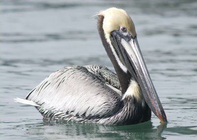 Brown Pelican - Pelecanus occidentalis