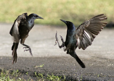 Boat Tailed Grackle