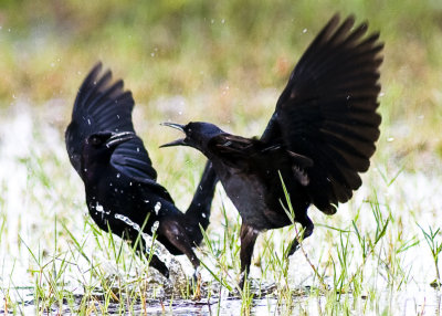 Common Grackles