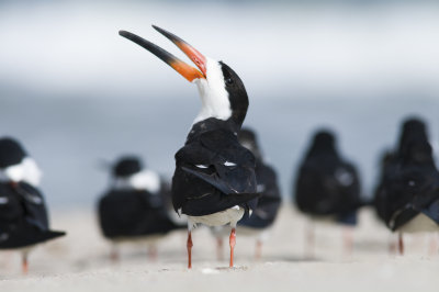 BLack Skimmer, Rynchops niger