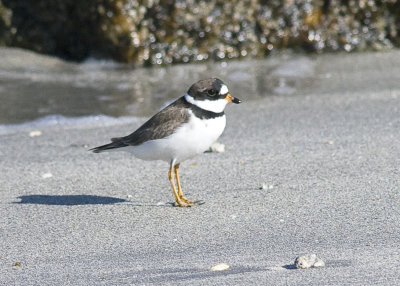 Semipalmated Plover - Charudrius semipalmatus